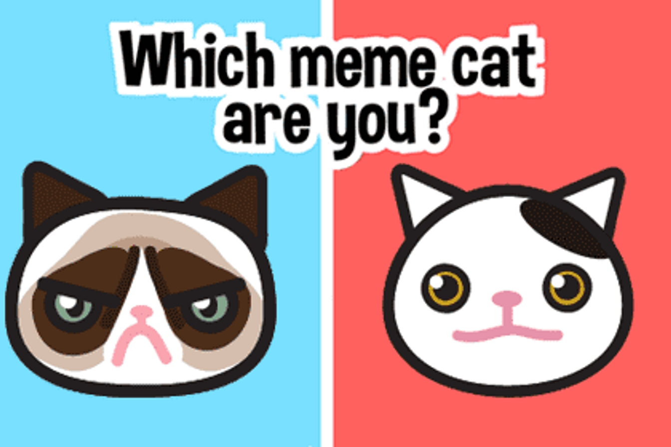 Which meme cat are you Juego Online Gratis MisJuegos